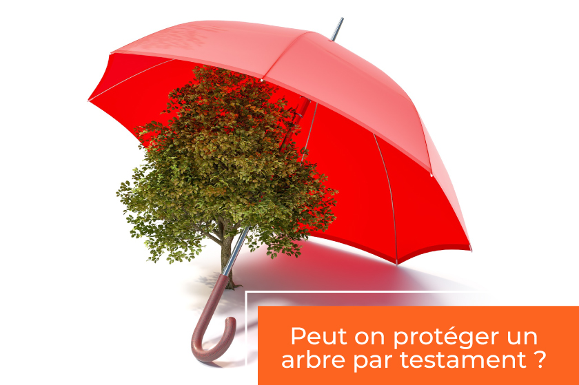 Insolite : Peut on protéger un arbre par testament ?